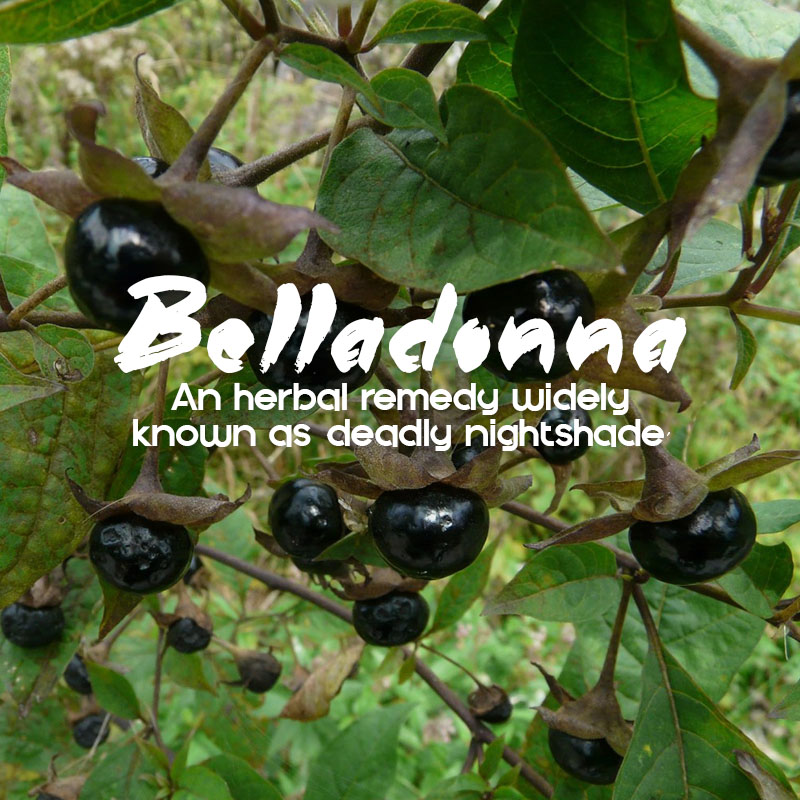 From Poisonous Plant to Potent Medicine: Understanding the Dual Nature of Belladonna