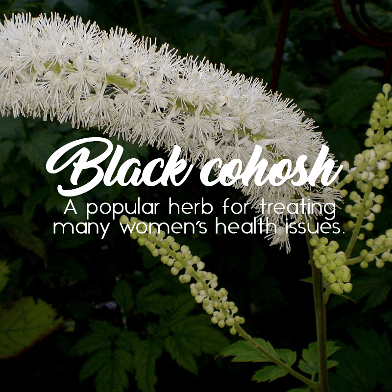 Black Cohosh: The Herbal Remedy You Need to Know About