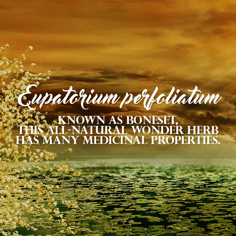 Discover the Surprising Benefits of&nbsp;Boneset